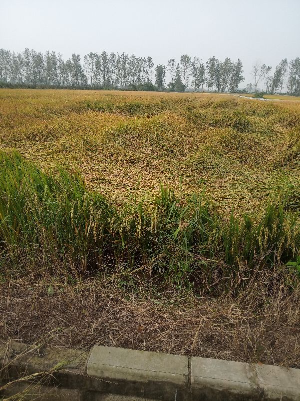杂交水稻和泰国香米,杂交水稻的米好吃吗