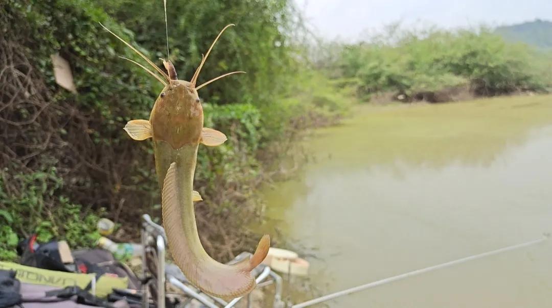 钓海鱼哪些鱼会伤人,钓鱼主动刺鱼与被动刺鱼