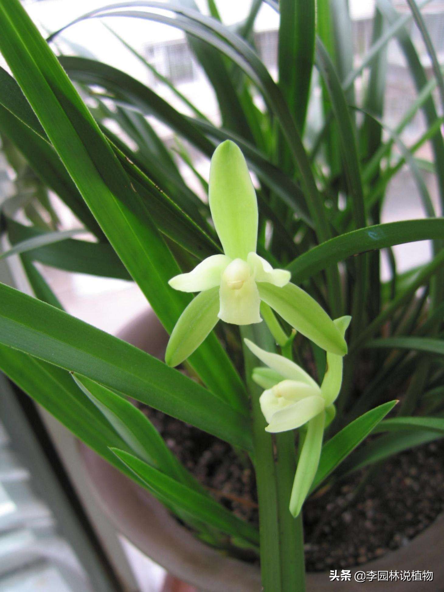 国兰第一红兰花养殖方法,中国兰花栽培与鉴赏国兰之美