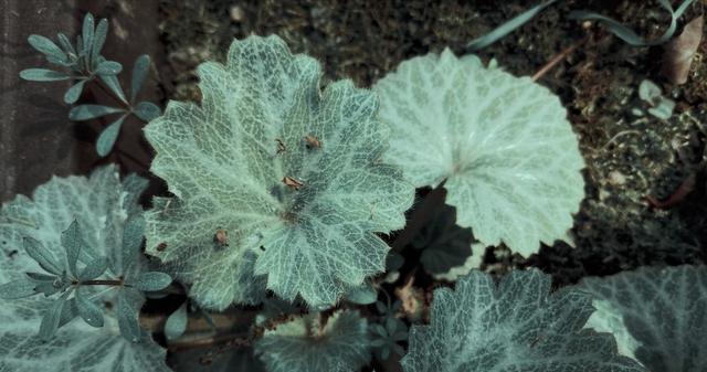 四季都开花的虎耳草盆栽,开花虎耳草养殖方法
