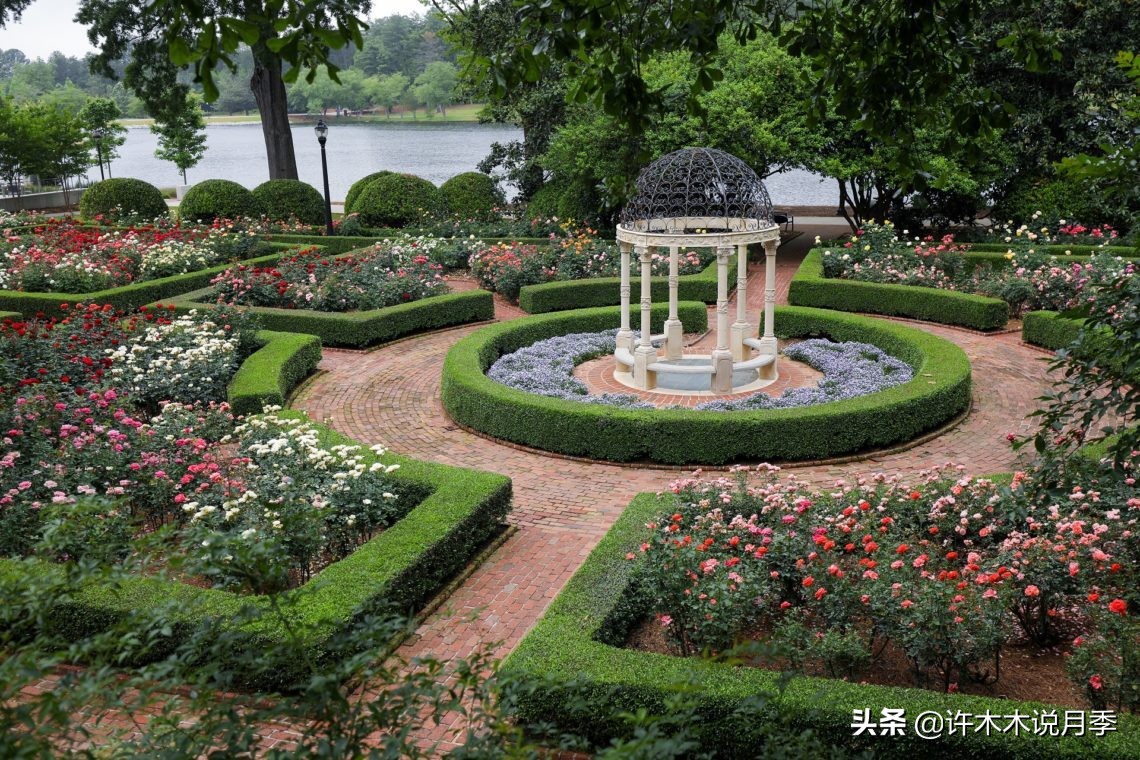 适合阳台养的月季品种推荐,盆栽月季哪些品种比较好养