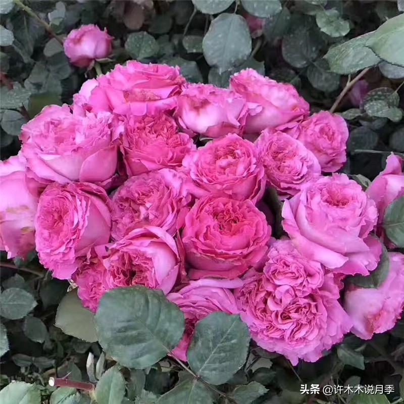 自己买玫瑰花种植,关于种植玫瑰花教程