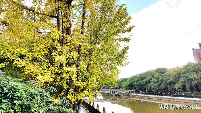 衡阳市区银杏的最佳观赏地,衡阳银杏的最佳观赏地
