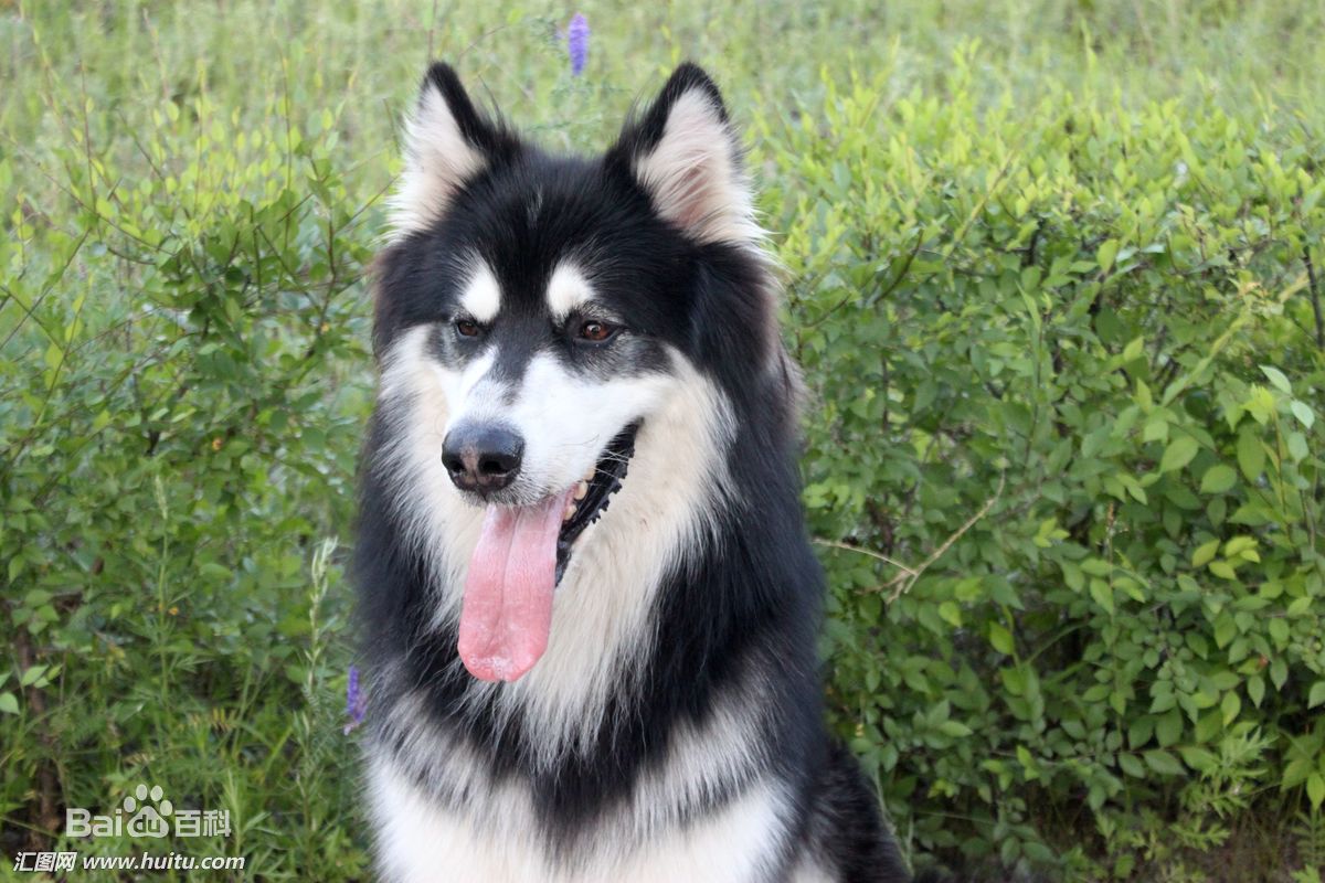 柴犬柯基傻傻分不清,柴犬分辨得出坏人吗