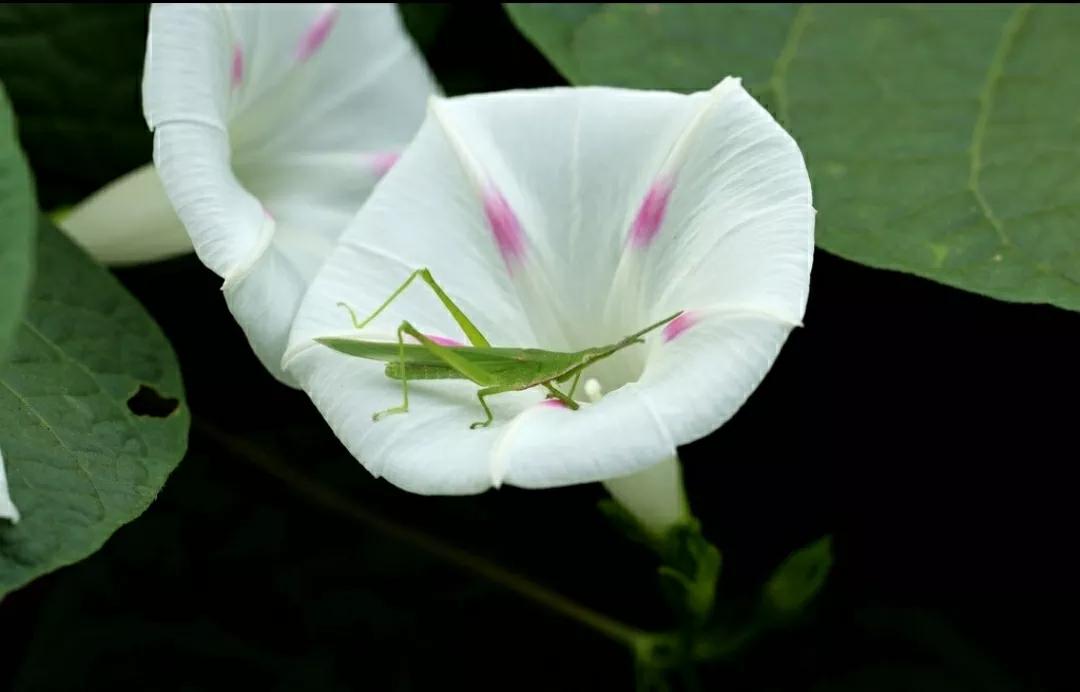 奇葩造型花：头上长草，心中有鬼，白月光。白天不开你非要晚上开