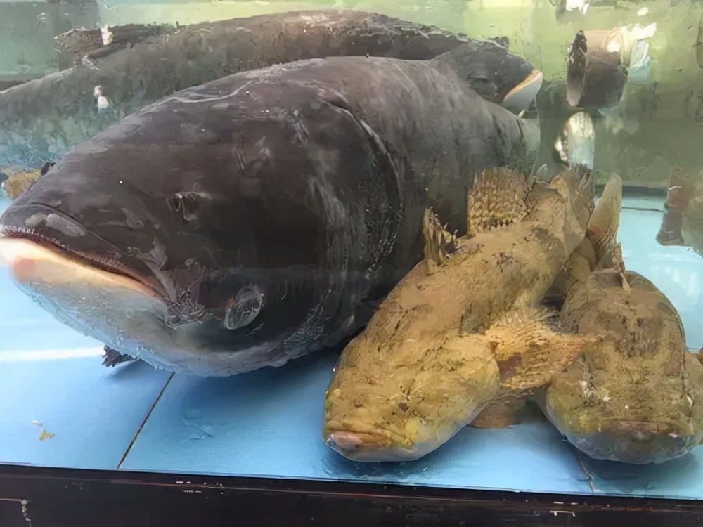 番禺野生笋壳鱼,野外笋壳鱼