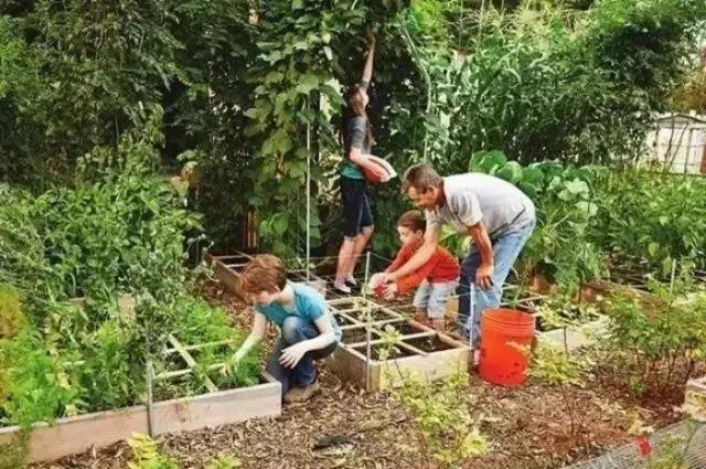 小型菜园怎么合理利用,1米菜园立体菜园