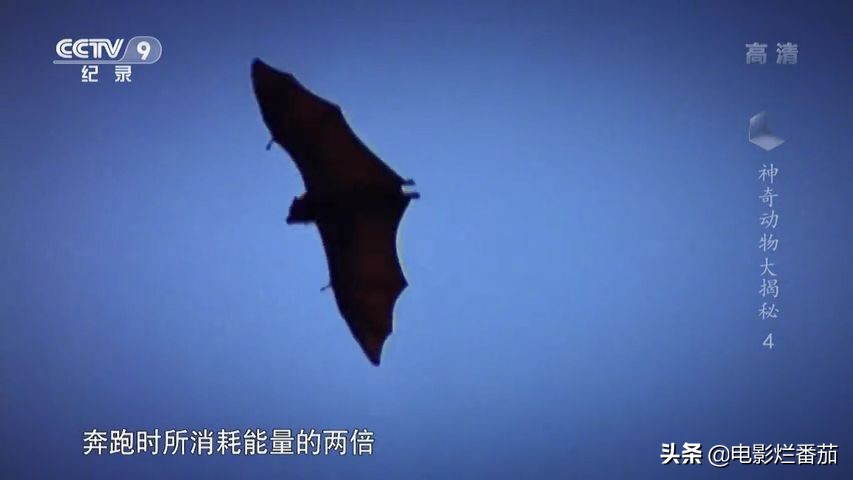 蝙蝠为什么是背锅侠,蝙蝠真实纪录片