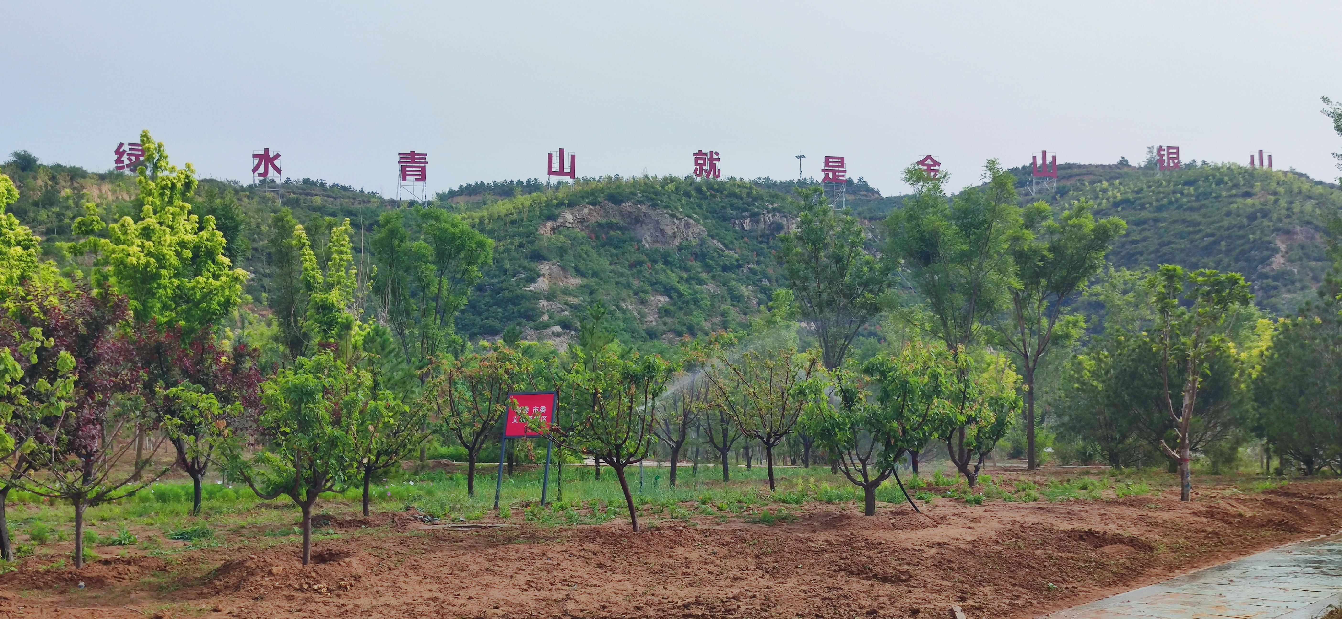 太原植树造林成果,山西人工造林工程