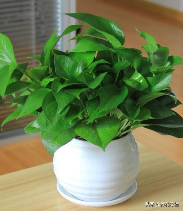 水培绿萝跟土培绿萝是一个品种吗,绿萝的养殖方法水培和土培的区别