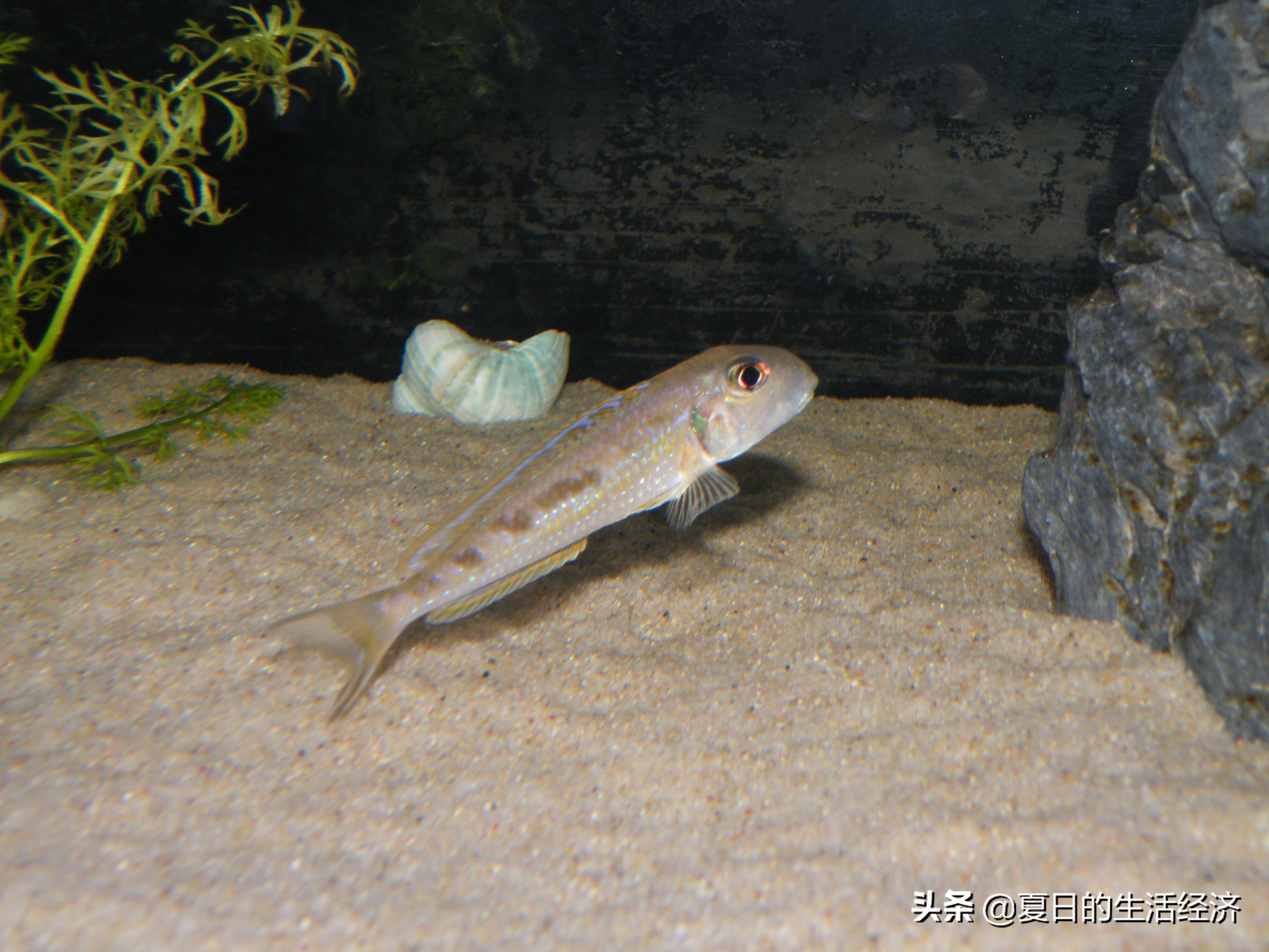 回忆三湖,三湖慈鲷纪念