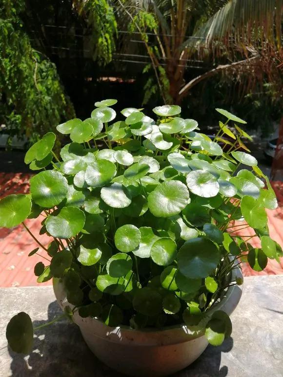 5种花不怕旱就怕涝,三种最怕缺水的花