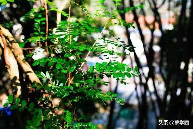 120句诗词话五月繁花似锦生机盎然,五月繁花似锦绿树成荫生机盎然