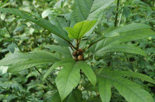 五指毛桃煲水鸭汤还可放什么汤料,冬季煲五指毛桃灵芝搭配什么汤料