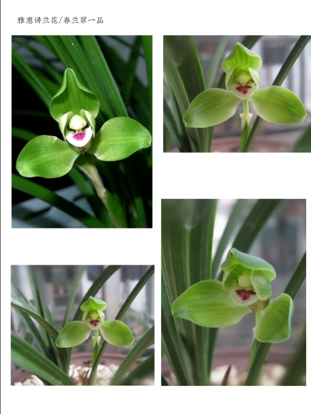 阳台养兰春兰品种推荐,兰友喜欢的春兰品种排名