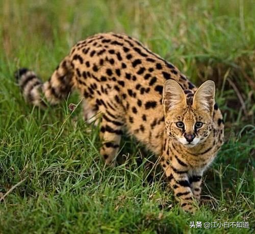 狞猫和平头哥真实打架,狞猫攻击性强吗为什么