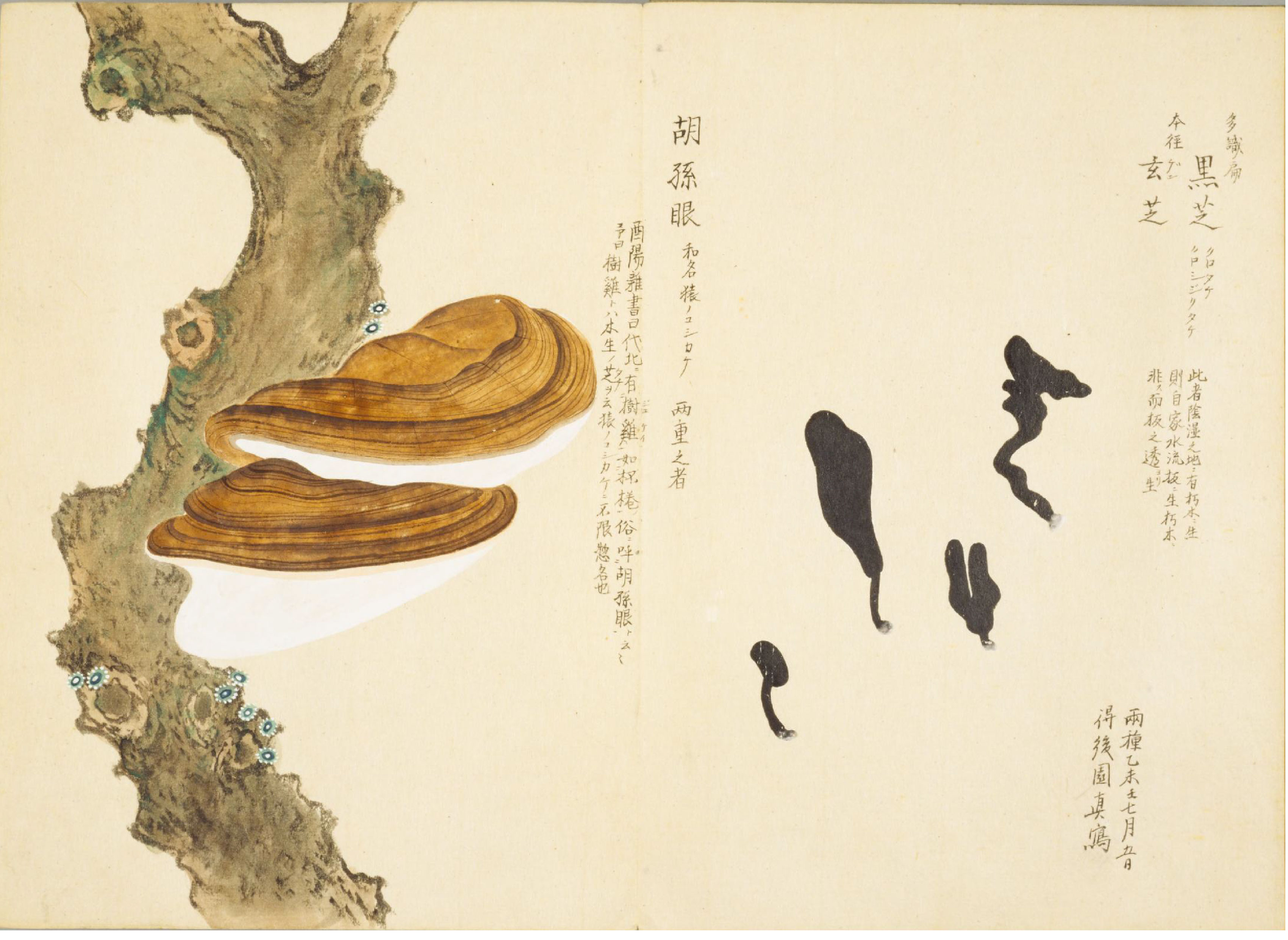 各种多彩菌图片大全,意式野菌图片大全