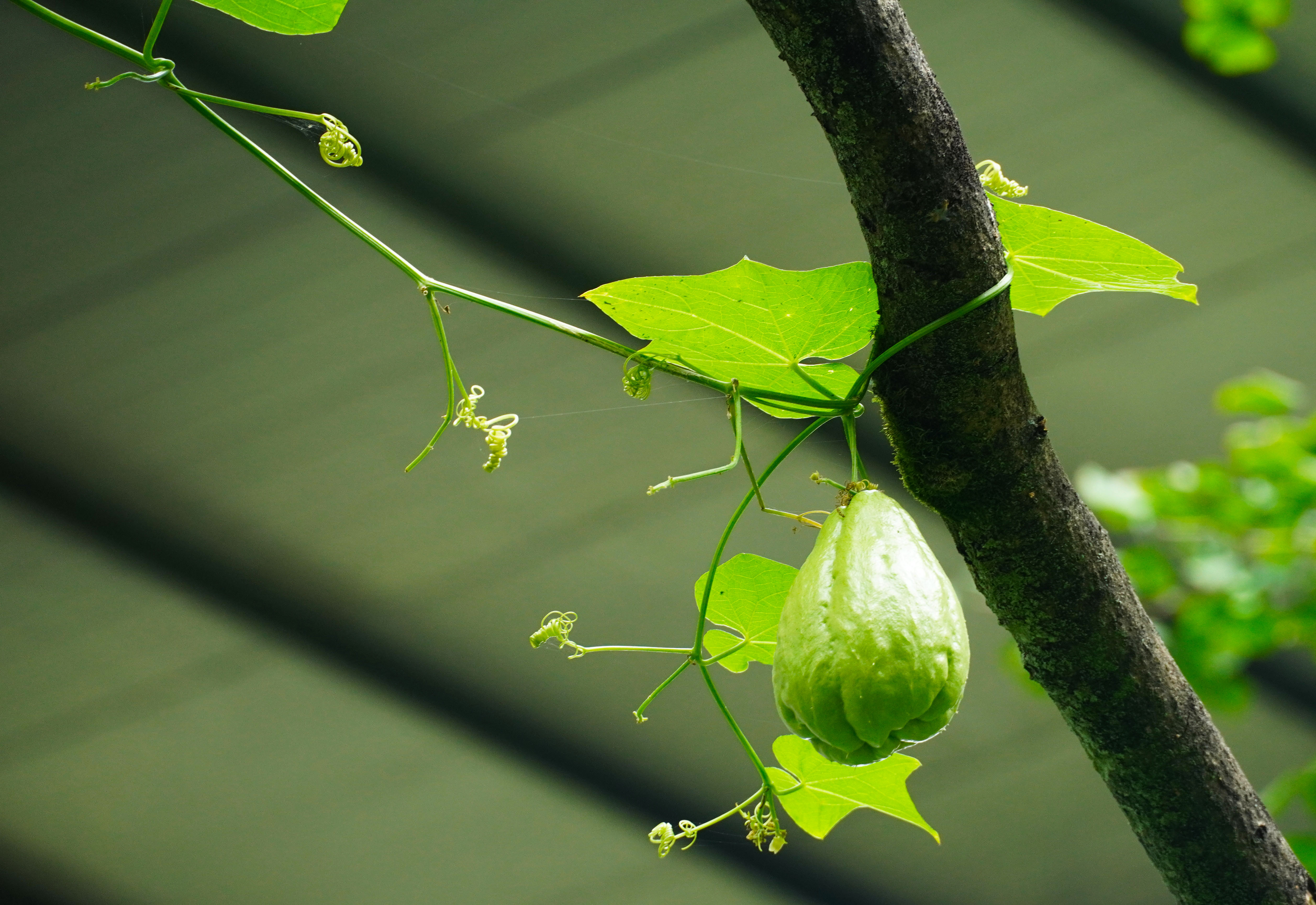 乡里南瓜子土特产,农家土特产南瓜子