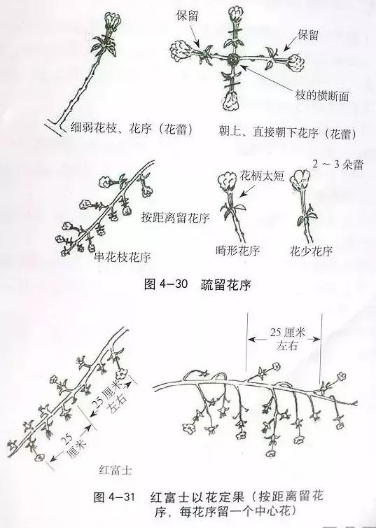 5年红富士苹果树冬季修剪技术,苹果树的冬季修剪技术视频