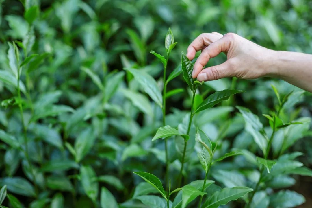 炎炎夏日喝点什么茶好,夏日暑湿喝什么茶最好养生