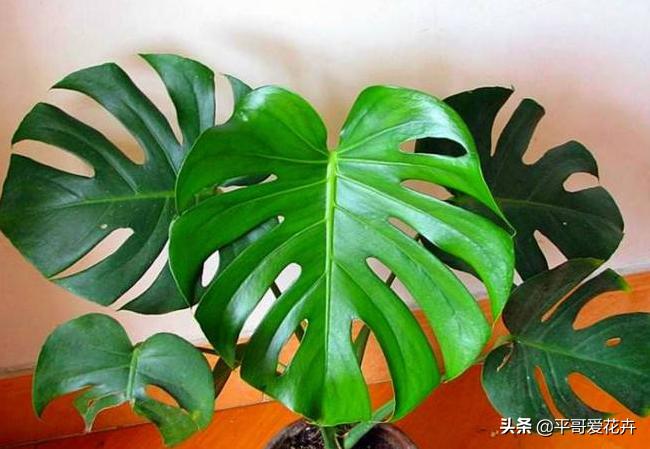 家里养殖哪些花卉可以除甲醛,家里养什么花去除甲醛