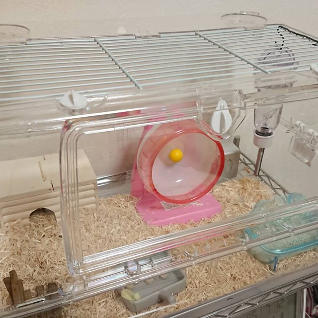 仓鼠到新环境一直咬笼子是怎么了,仓鼠突然很焦躁疯狂咬笼怎么了