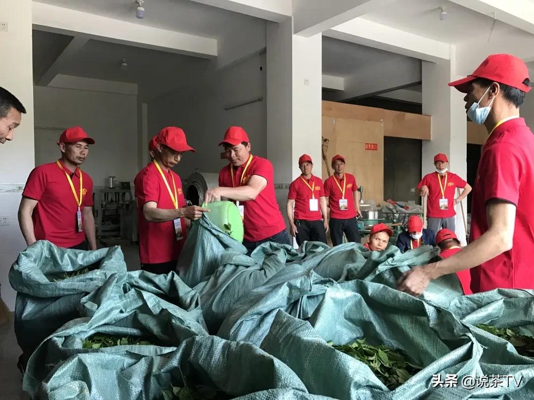 第四届安溪铁观音大师赛决赛结果,安溪铁观音茶王赛举行