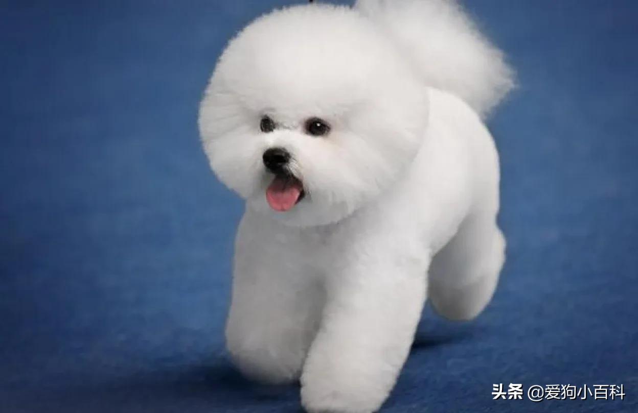 宠物狗的种类图片卡通,狗的种类视频