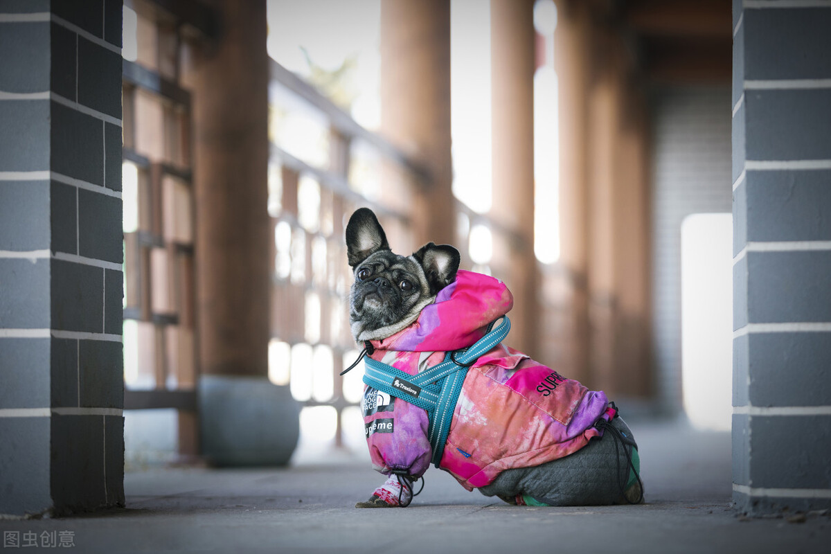 巴哥犬好养吗养巴哥犬的注意事项,八哥犬和巴哥犬有什么区别呢