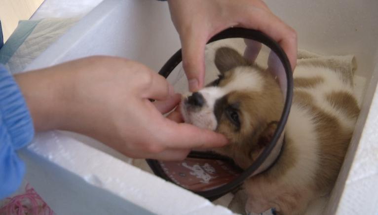 小狗被灌502胶水,11只小奶狗被502胶水伤害