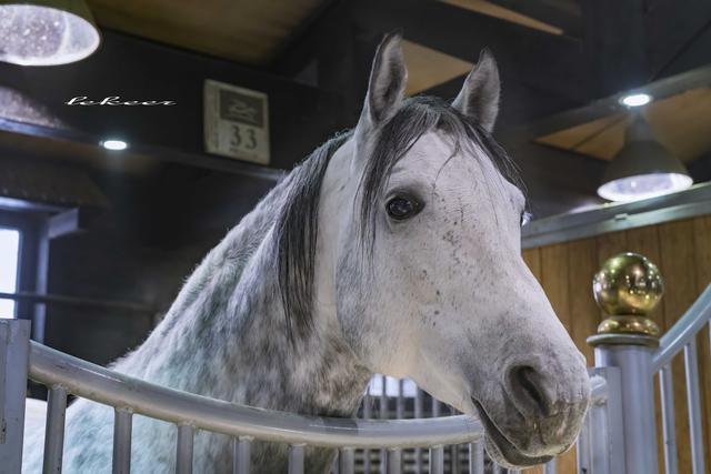 乌鲁木齐灯草沟滑雪,冰雪大世界滑雪体验