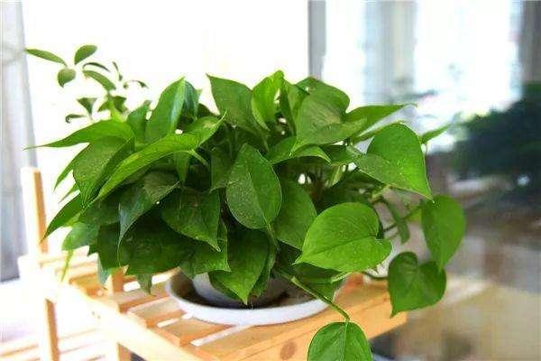 绿萝浇什么水长得绿油油,绿萝怎么养才能更旺盛可以浇酱油