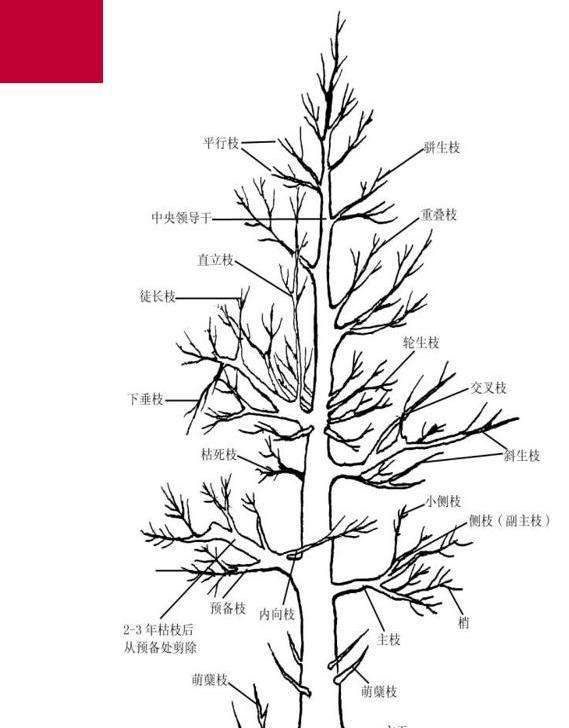 各种盆景修剪的正确方法,这是我见过的最精致的三角梅花园