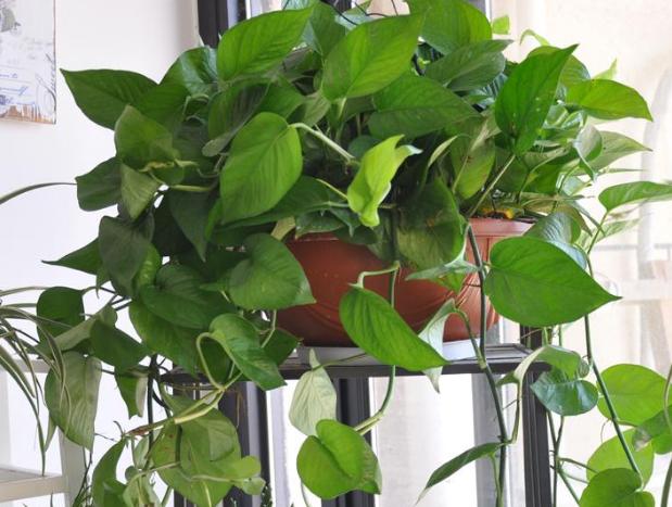 盆栽绿萝怎么养护才能长得快,绿萝为什么是懒人盆栽