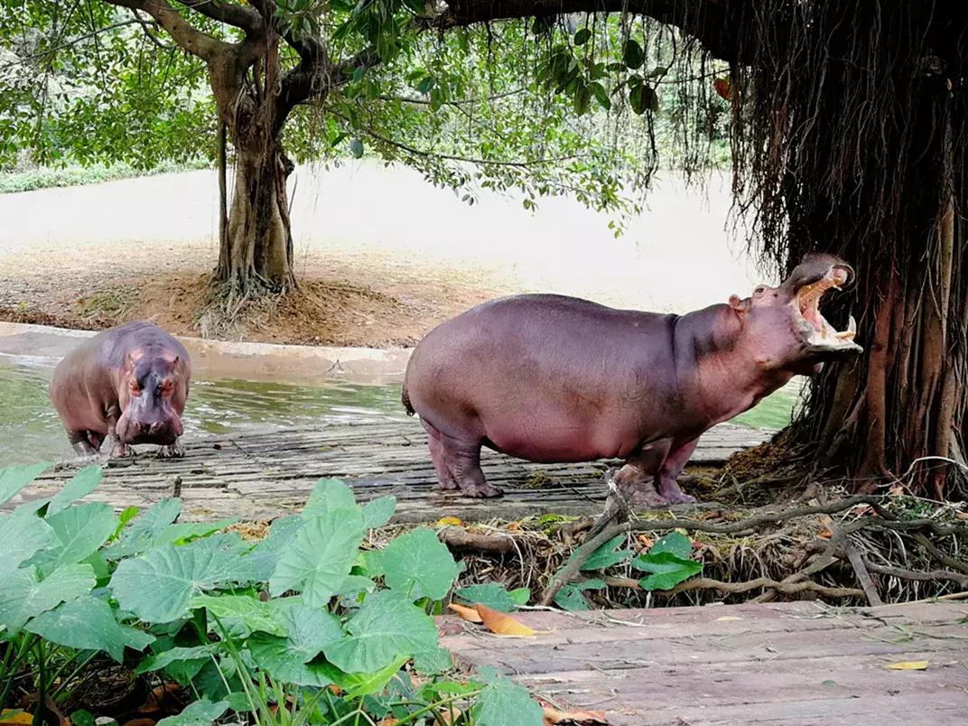 去广州长隆动物园怎么玩划算,广州长隆动物园一天最全游玩攻略