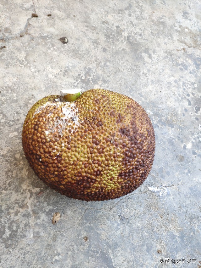 菠萝蜜怎么定价最合理,怎样辨别优质的菠萝蜜