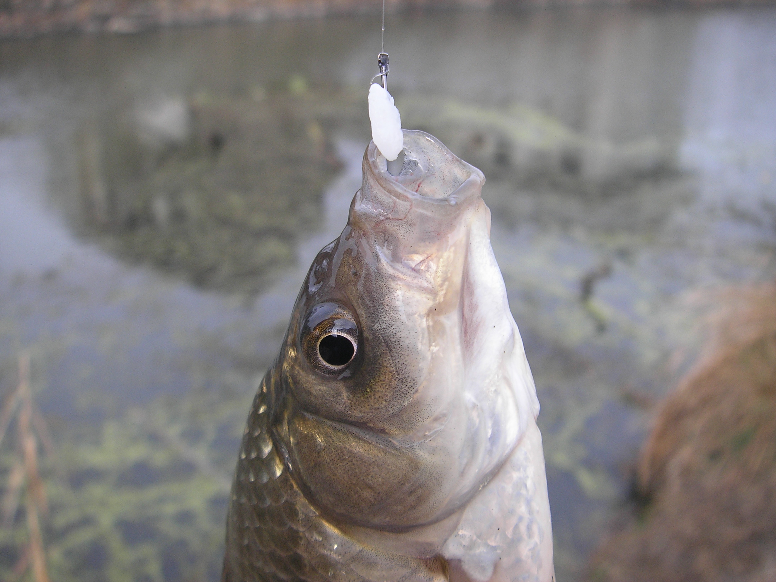 鱼饵怎么挂钩才挂得稳,正确鱼饵挂钩方法