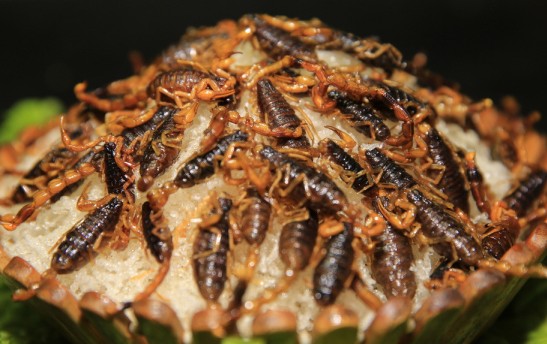 云南特点美食虫子在哪里吃最多,云南吃虫的特点美食