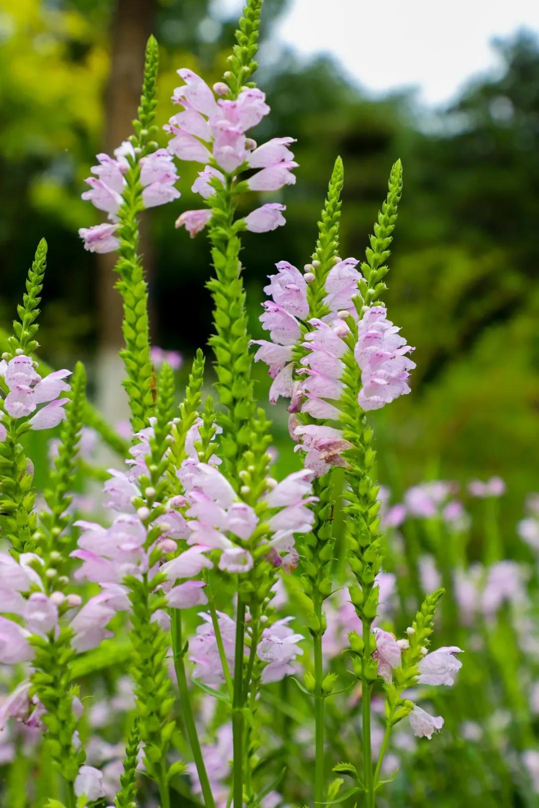 北京人少景美赏秋的公园,北京赏秋中山公园