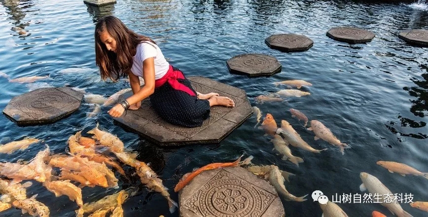 怎么训锦鲤最有效,锦鲤新手必备技巧