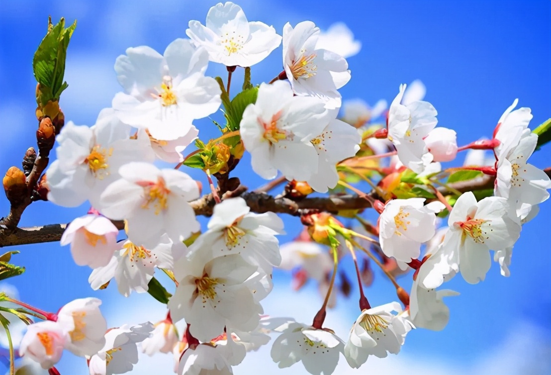 描写杏花的小学生作文,杏花作文400字三年级下册优秀