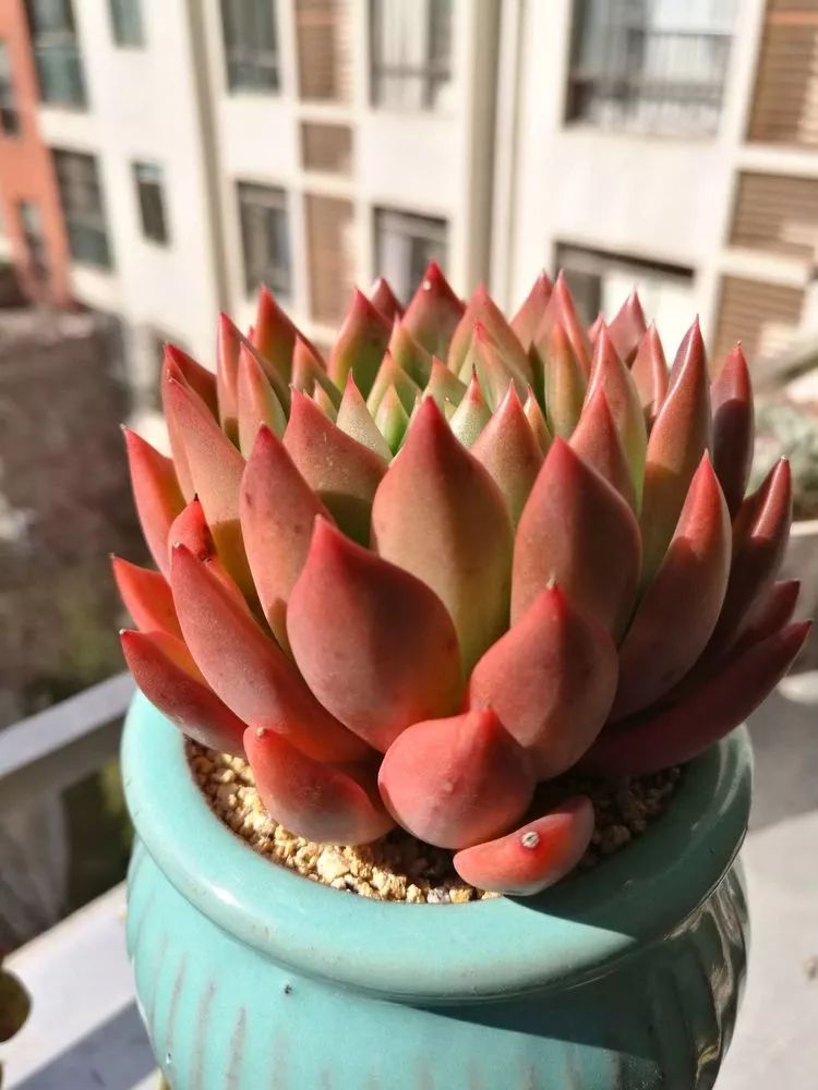 冬日暖阳邂逅最美的多肉,冬日暖阳和多肉暖了我的心