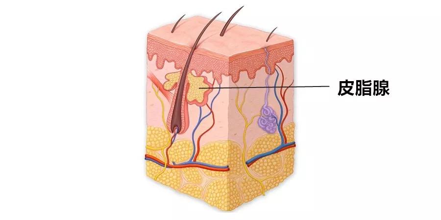 毛孔粗大最好的方法目前最有效的,毛孔粗大怎么缩小自然方法