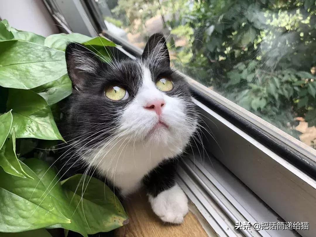 猫故事全集,猫故事小说