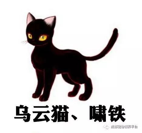 谁说土猫无名猫？快来围观古代猫谱，你家有没有镇宅神兽！