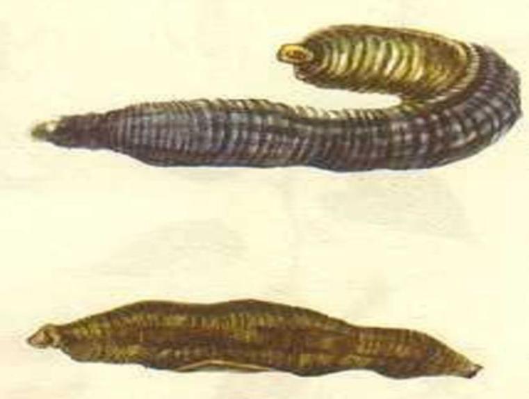 如果水蛭不小心吃掉了怎么办,误食活水蛭有什么危害