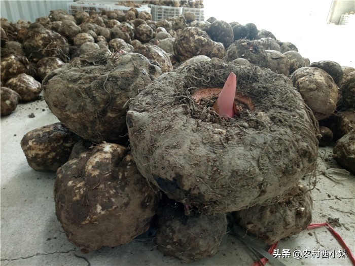 魔芋的种植技术魔芋怎么种,魔芋种植底肥放魔芋上好吗