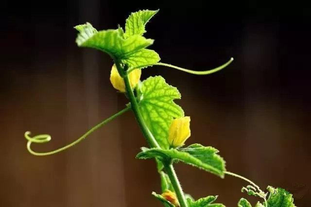 五原灯笼红香瓜,五原灯笼红香瓜价格