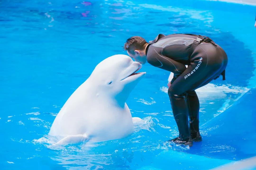 成都必去景点线路攻略推荐,成都旅游地铁附近旅游攻略