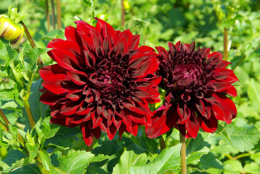 那些令人赞叹的庭院花卉,5种庭院生活方式的花卉